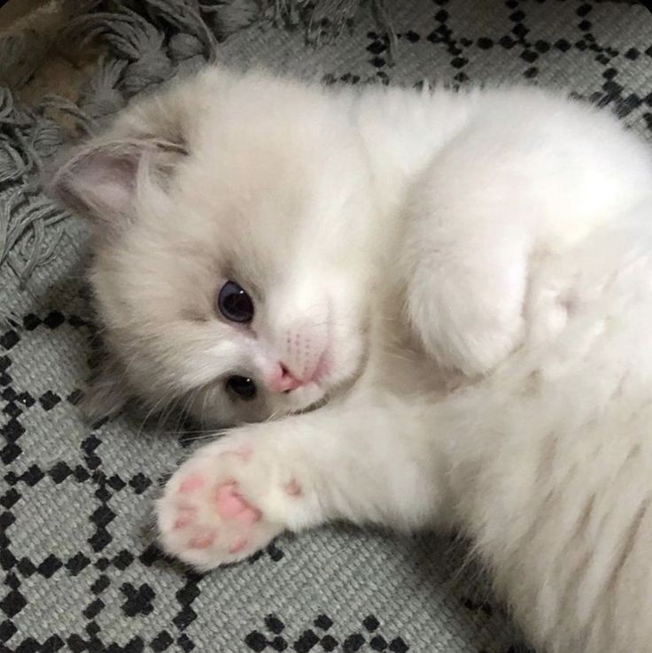Create meme: cute white cats, cute kittens, cute cats 