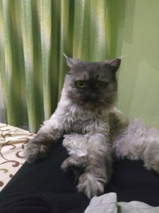 Создать мем: Кошка, персидский кот, селкирк рекс
