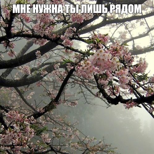 Create meme: cherry blossoms , Sakura , cherry blossom branch