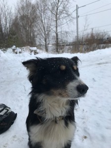 Создать мем: колли волкособ помесь зенненхунд, аусси собака, австралийская овчарка