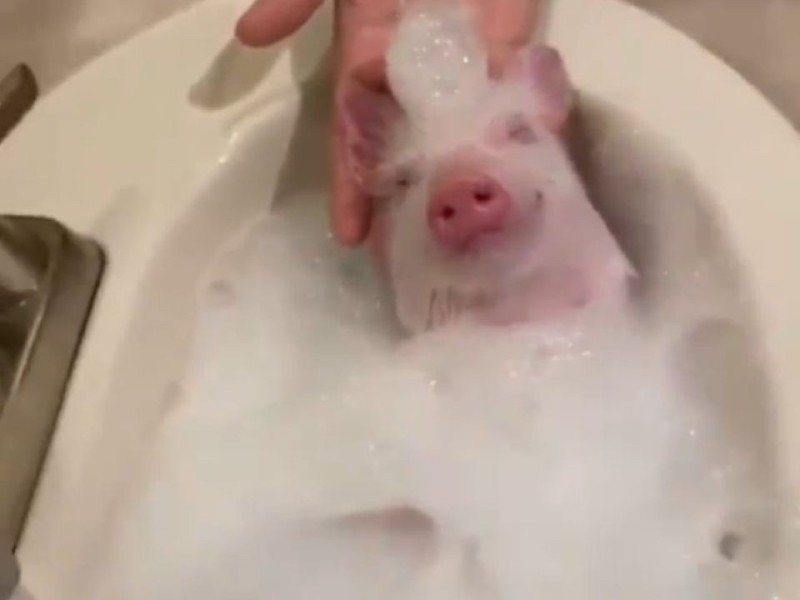 Create meme: piglet in the bathtub, soap foam, pig in the tub