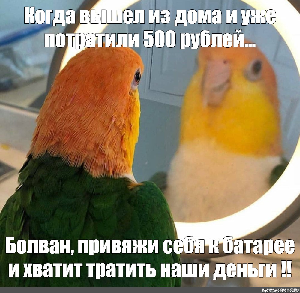 Создать мем "попугай с котом озвучка, кот, говорящий попугай" - Картинки - Meme-