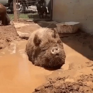 Создать мем: оставшийся, довольная свинья в грязи, свинья