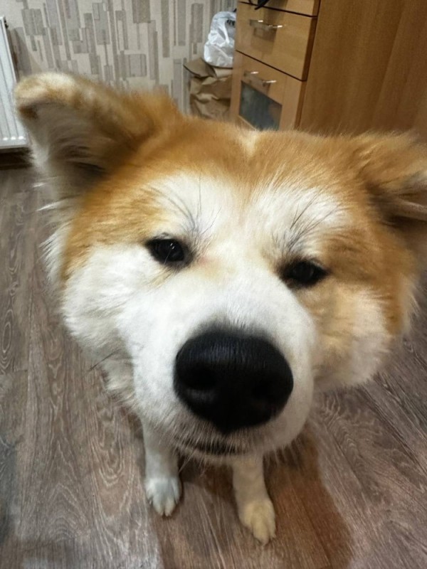 Create meme: Akita, dog Akita inu , breed Akita inu