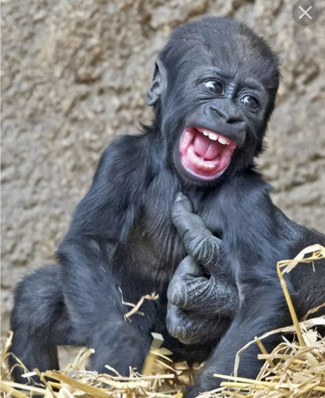 Create meme: smile chimpanzees, maimun gorilla, baby gorilla