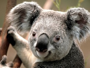 Создать мем: звери, koala, книжка в кармашек / коала