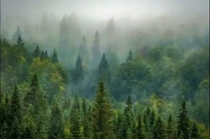 Создать мем: хвойный лес, лес в тумане, обои еловый лес