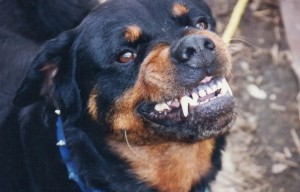 Создать мем: ротвейлер щенок, собака ротвейлер оскал, порода собак ротвейлер