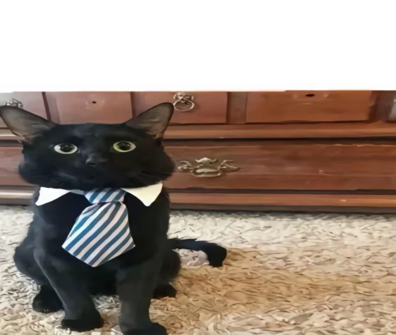 Create meme: business cat, a cat in a suit, a cat in a suit and tie