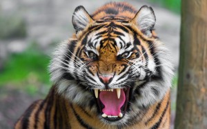 Create meme: roar, kaplan, angry tiger
