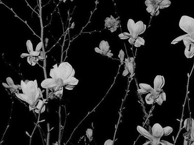 Create meme: The flowers are dark, magnolia flowers, flowers aesthetics