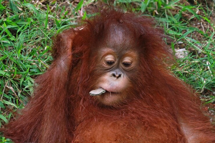 Create meme: female orangutan, little orangutan, orangutan louis