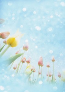 Create meme: spring background