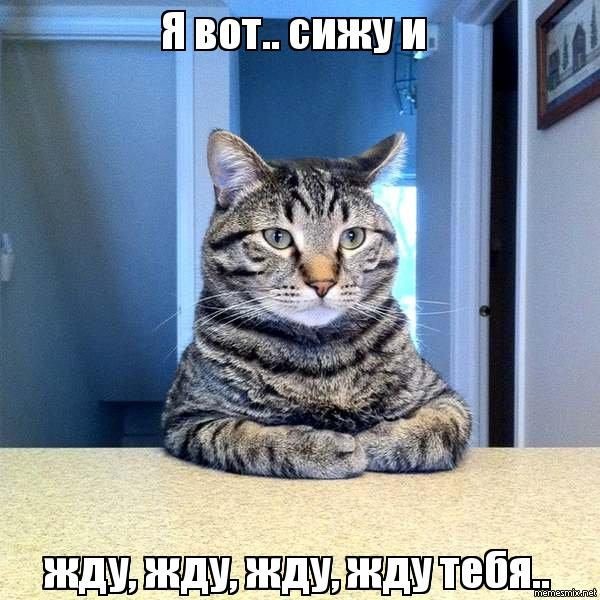 Создать мем: мем про кота, котэ, мемы с котами