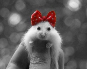 Create meme: hamster, dwarf hamster, pictures of cute hamsters