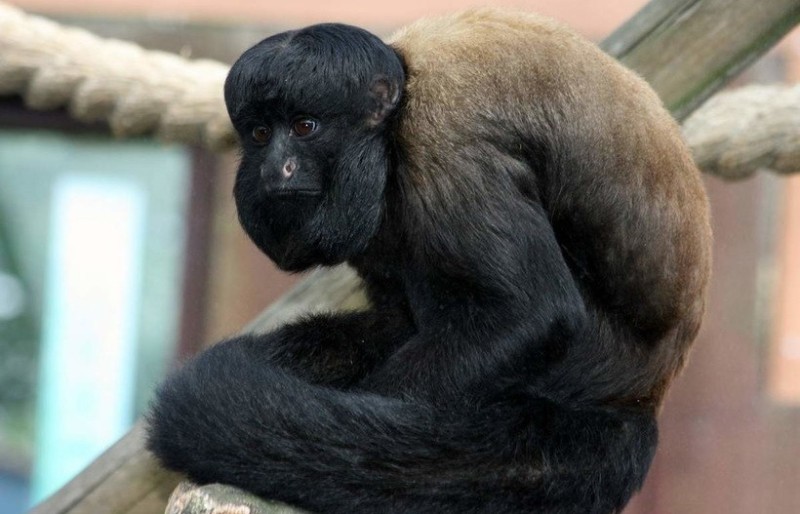 Create meme: Red-backed saki, black monkey , monkey 