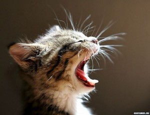 Создать мем: кошка с открытой пастью, зевающий котенок, котик зевает