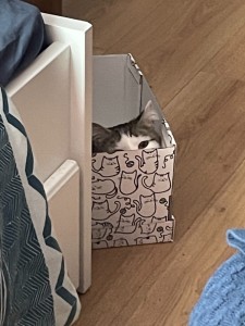 Create meme: storage boxes, cat in box, the cat in the closet