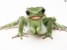 Create meme: frogs, toad, a frog