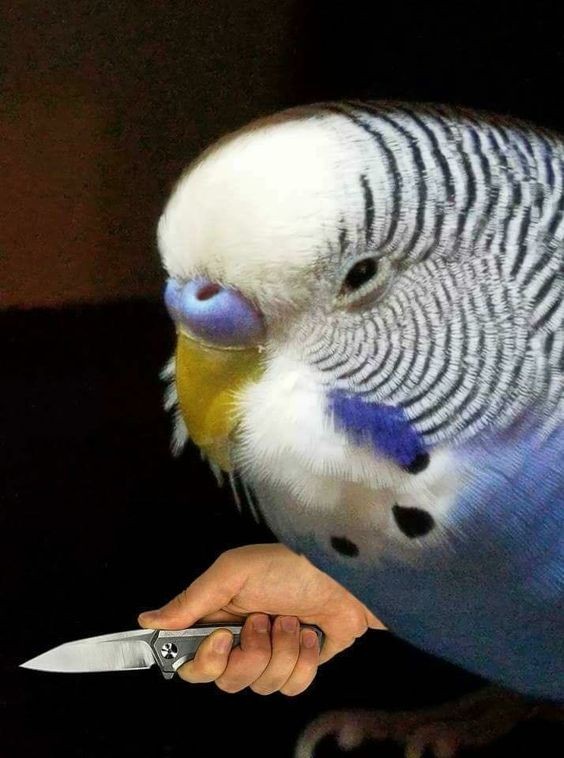 Create meme: budgie, parrot with a knife, budgie after molting