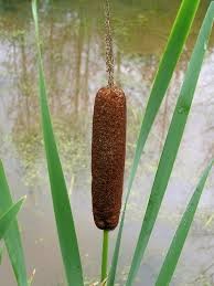 Создать мем: рогоз широколистный (typha latifolia), рогоза, растение рогоз