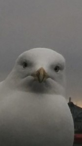 Create meme: seagull, gull, Seagull