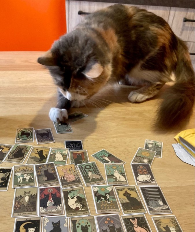 Создать мем: играющий кот, карты таро, кот