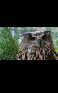 Create meme: owl yoll, owl