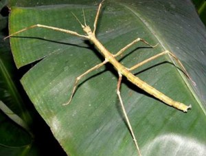 Создать мем: насекомые, stick insect, палочник