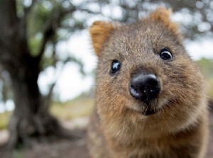 Create meme: animal quokka, wombat and quokka