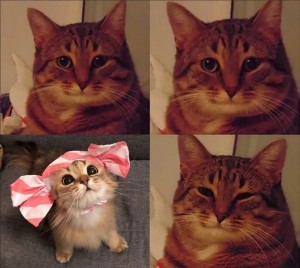 Create meme: cat, cats, cat