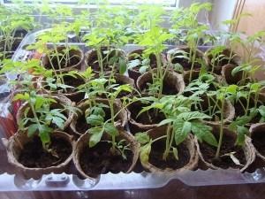 Создать мем: стимуляторы роста для рассады томатов, железный купорос для рассады помидор, томат