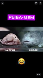 Создать мем: рыба, рыба утка, мем рыба