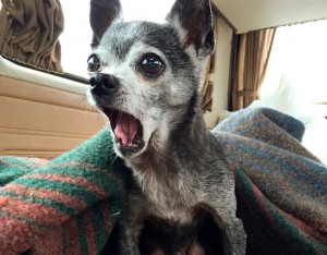 Create meme: breed Chihuahua, Chihuahua dog, Chihuahua