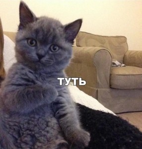 Create meme: kitty tut meme, tut, I tut