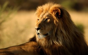 Create meme: Leo the lion, beautiful lion, Leo