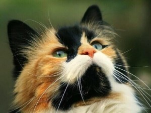 Создать мем: трёхцветная кошка пушистая, норвежская лесная кошка трехцветная, трехшерстная кошка пушистая