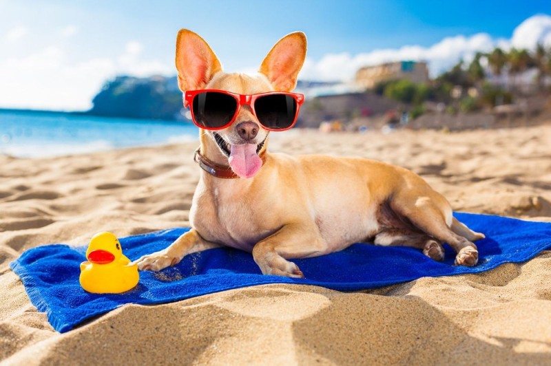 Create meme: dog on the beach, dog at sea, vacationers on the beach
