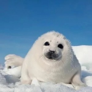 Создать мем: кольчатая нерпа белек, гренландский тюлень нерпа, тюлень морской котик