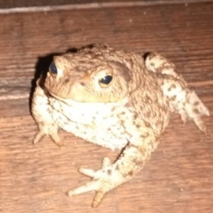 Create meme: toad, toad frog, toad bufo bufo