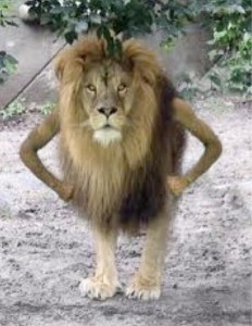 Создать мем: фото могучий лев, Lion & Lion, лев мем