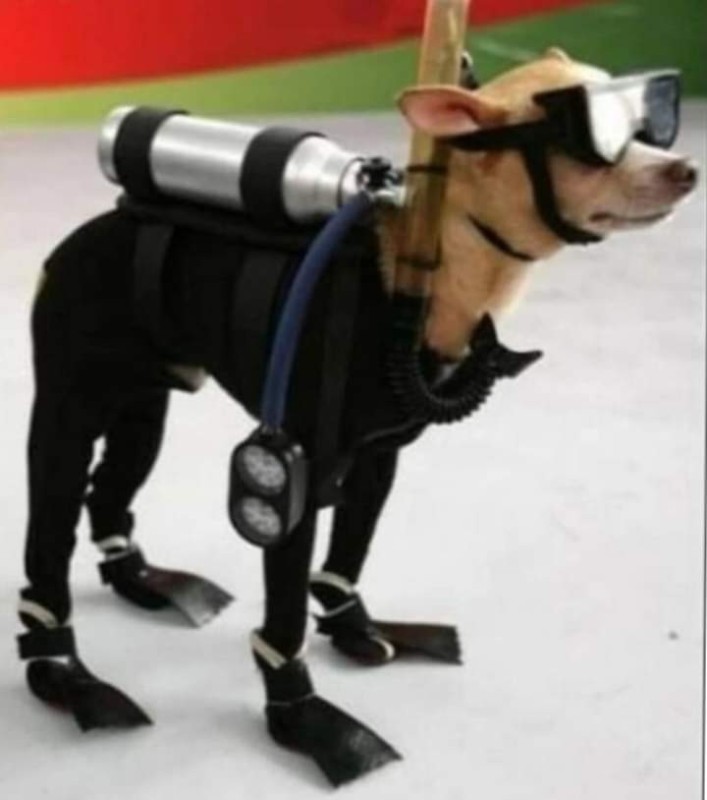 Create meme: a dog in scuba gear, dog , dog costumes