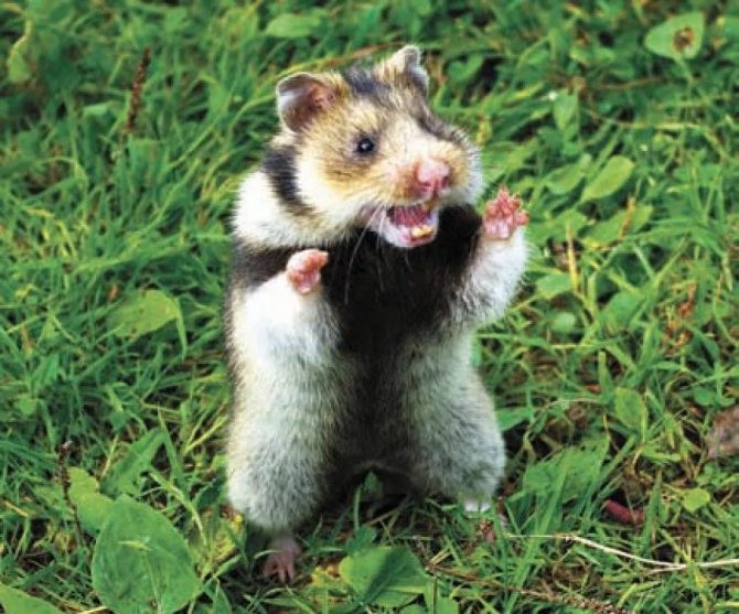 Create meme: Wild hamster karbysh black, wild forest hamster karbysh, forest hamster carbis