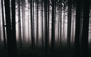 Create meme: forest gloom, forest , dark forest