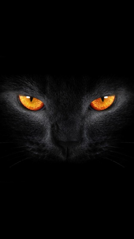 Создать мем: кошка глаза, черный кот с оранжевыми глазами, глаза черной кошки