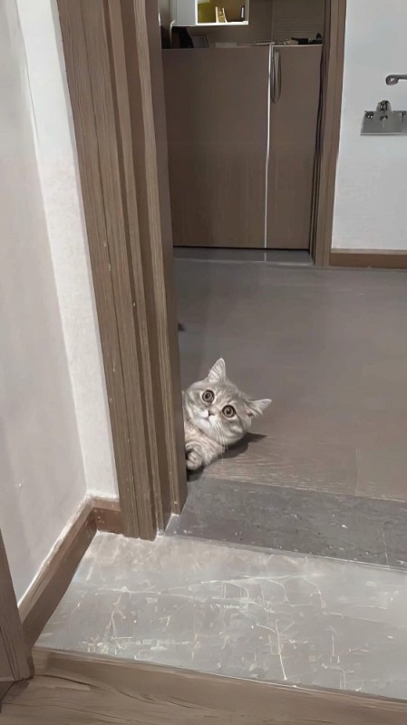 Create meme: cat , funny kitten, the door for cats