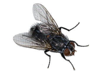 Создать мем: муха обыкновенная, муха, муха на прозрачном фоне