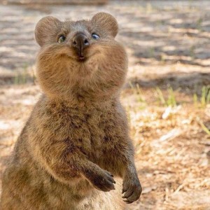 Создать мем: смешные животные, quokka happy, самый позитивный зверек квокка