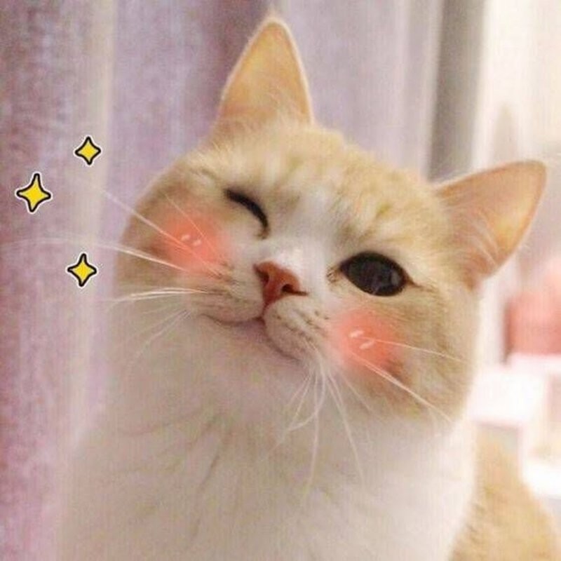 Create meme: cute cats, the winking cat, cute cats 