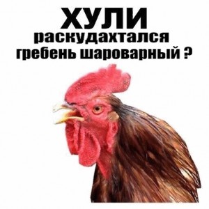 Create meme: cock funny, petushara figure, chicken squawk Hisself